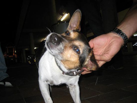 Surfdoggie. Name: French Fries oder so.