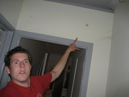 fuenf-kilo-spinne