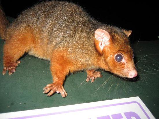 sweet Opossum