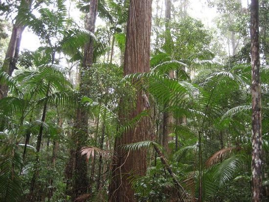 real rainforest
