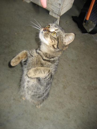catty zeigt aufer weit entferten farm highclass tricks