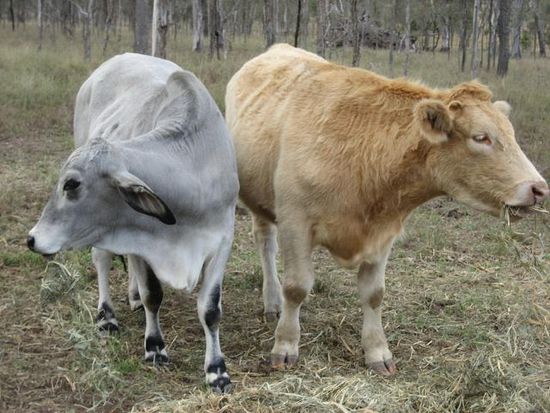 battlecows in retirement