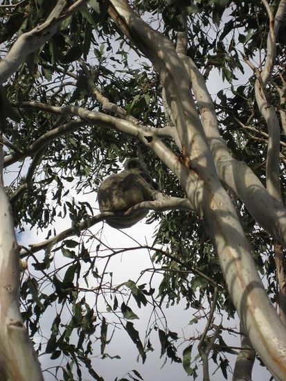 phoooohaaa, nix im zoo, real in wilderness! drogenkoala am schnarchen (eucalyptus is quasi n schlafmittel)