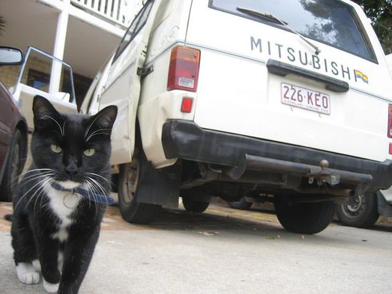 guardian catty schaut zu unserem van - schon aufgepimpt mit diversen stickern