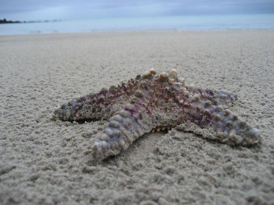 Patrick the Seastar, greetings to Spongebob!!!