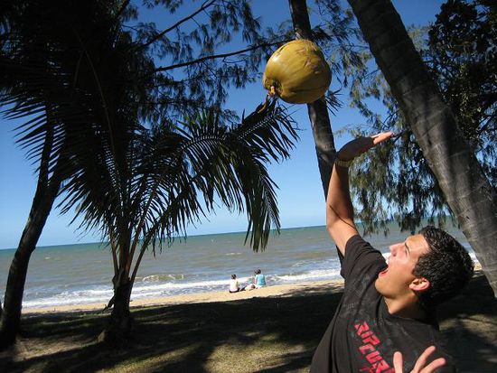 Uaahhh. Grosse Gefahr an australischen Straenden: Runterfallende Kokosnuesse