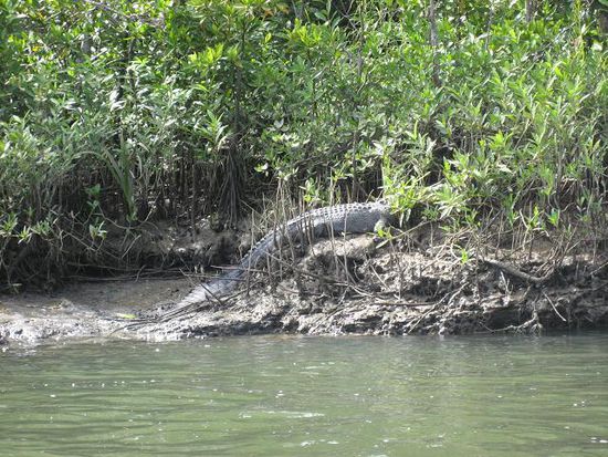 faules Krokodil, dass sich hinter den mini-Straeuchern verstecken wollte
