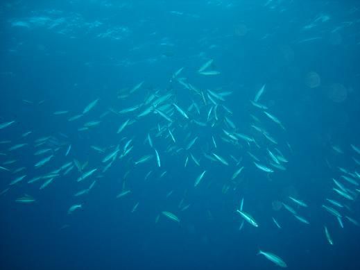 nschwarm fische, ja!