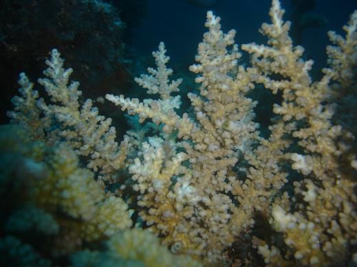 corals