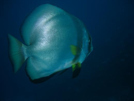 butterflyfish