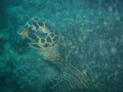 ganz zahme turtle, lies sich ueberall streicheln
