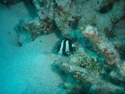zebrafishli denk ich mal
