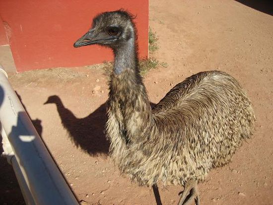 Emu ahoi. nette Frisur aufm Ruecken heute, nicht?!