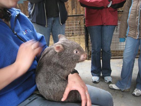 cute Wombat