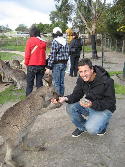 neues Lieblingstiere: Kangaroo und Wallabie