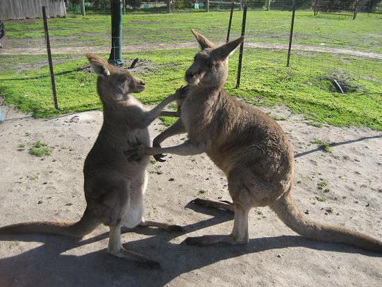 *fight*
