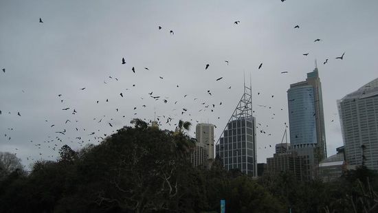 nein, das sind keine Voegel (Kraehen oder so) HEAPS OF FLEDERMAEUSE (auch als BATS or Pippistrello bekannt)