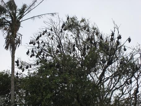 da haben sie sich wie Birnen an die Baueme gepflueckt (oder eher gehaent)