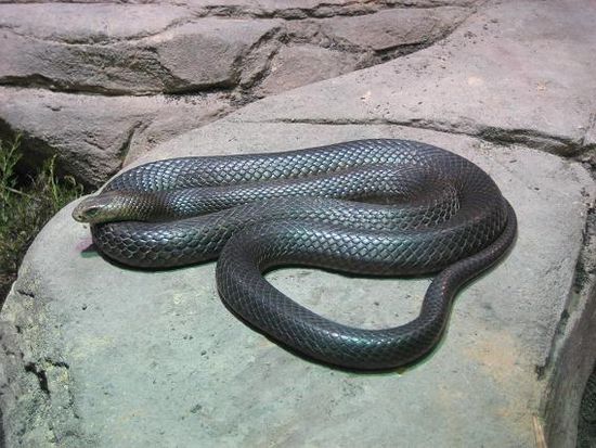 2. gfitigste Schlange in Australien: Brown Snake (glaube ich)