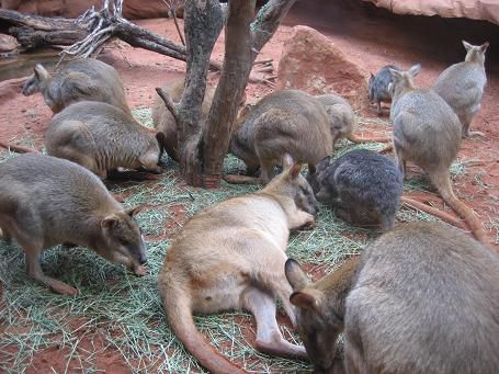 chillin' and eating Wallabies
