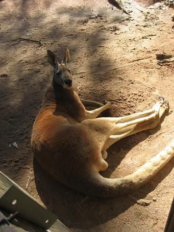 Big Kangaroo mit Hungover