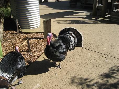 Turkeys (Truthaehne) are just UGLY (haesslich), diese Ausgabe hat jedoch noch ne gute Federpartie um das Gesaess...