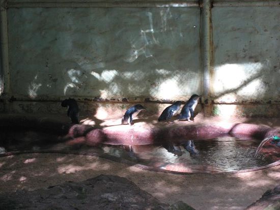 little Penguins, die man auf Philipp Island (naehe Melbourne) nicht fotografieren durfte...