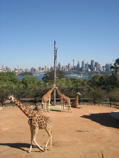 und wo sonst Giraffen mit der Sydney-Skyline!!! Great! 