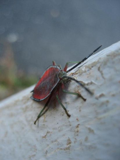 wanze die uns observiert und angegriffen hat, waghalsiger fluchtversuch war von noeten (groesse 1 cm)