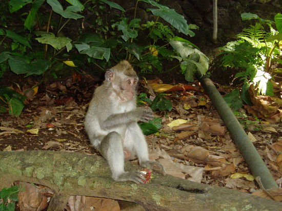 ... mich laust der Affe