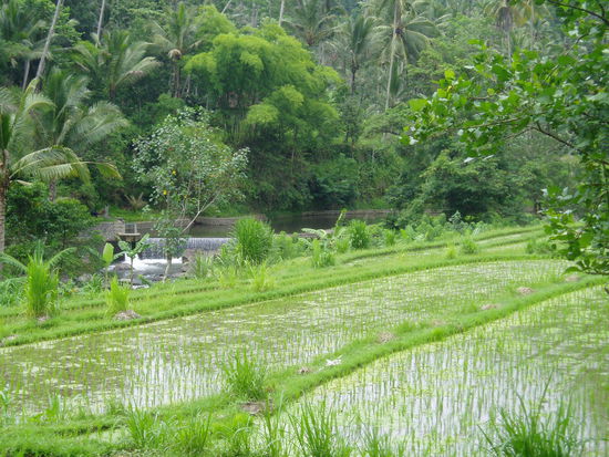 Zwischenstop am Ayung-River ...