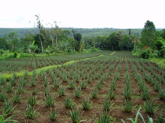 kultivierte Plantagen am Wegesrand ...