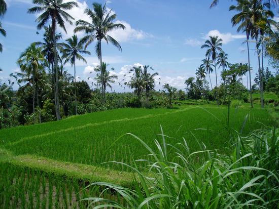 und Reis so weit das Auge reicht ...