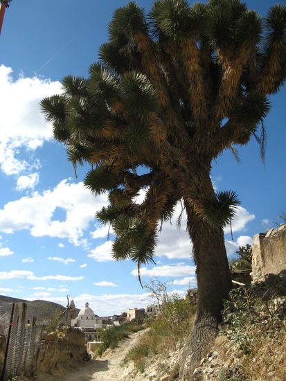 riesiger Kaktus in Real