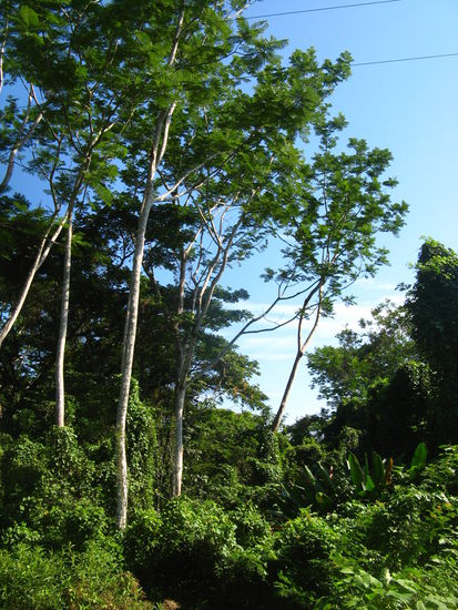 Vegetation in Bundesstaat Chiapas, Palenque
