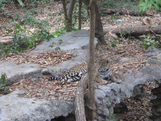 Jaguar im Zoo von Tuxtla G.