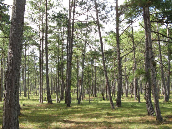 Wald bei Lagos de Monteballo