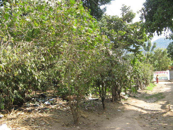 Muell im Garten, San Pedro