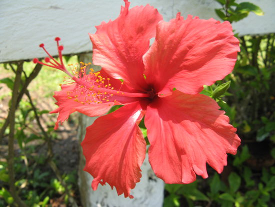 Jamaika-Pflanze (Hibiskus), von den Blueten macht man ein leckeres "agua de Jamaika"