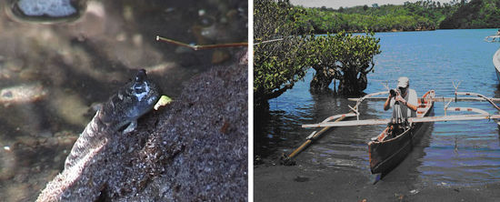 Ein Schlammspringer und ich