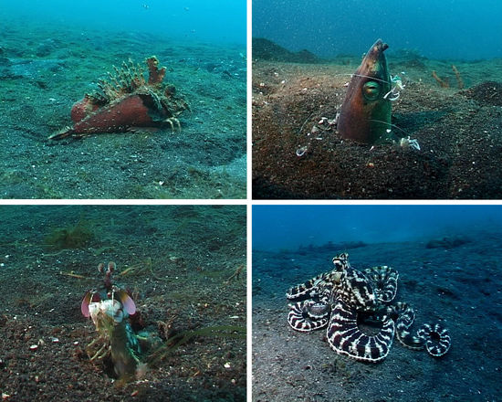 Die ersten "Fotomotive": Ein Walkmann, Schwarzflossenschlangenaal mit Putzergarnelen, ein Purpurfleck-Schmetterer und ein Mimikry-Oktopus
