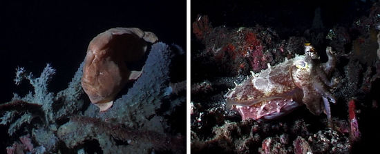 Ein Riesenanglerfisch und eine Breitkeulensepia bei Nacht