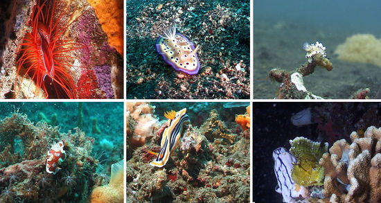 Feilenmuschel (electric shell), jede Menge Schnecken und ein gelber Schaukelfisch