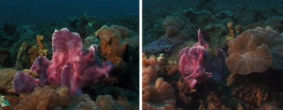 Der legendäre Tentakelschluckspecht