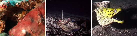 Marmorganele, Flughahn und Gelbkopfmuräne