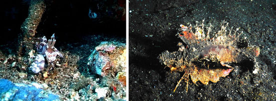 Harlekingarnele, Walkman