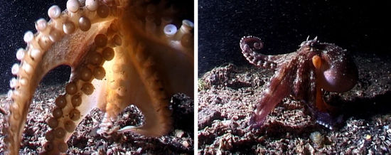 Oktopus auf der Linse und auch einmal vor der Kamera