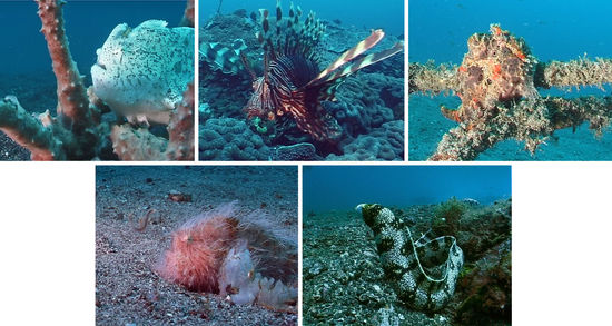 weißer Anglerfisch, Rotfeuerfisch, Rundfleckenanglerfísch, haariger Anglerfisch, Sternfleckenmuräne