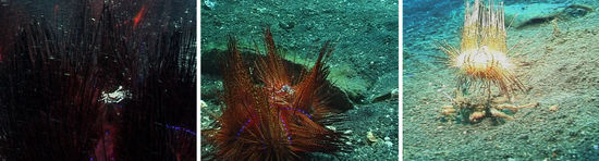 Seeigelkrabbe auf einem Diademseeigel (Symbiose) und Krabbe (Ethusa) unter einem Seeigel  - Tarnung und Schutz ist halt alles