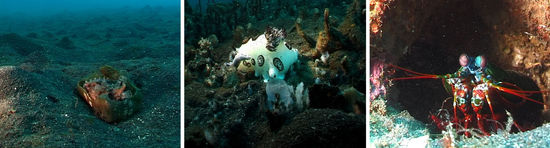 "Dosenfisch" Großaugenkugelfisch, Leopardenschnecke, Purpurfleck-Schmetterer